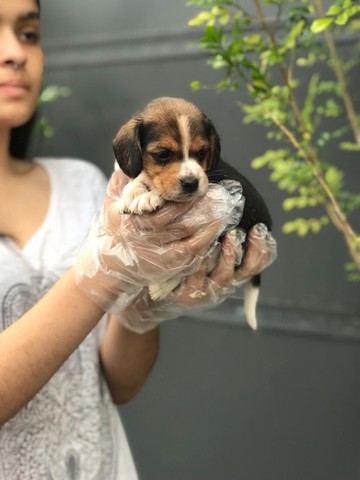 Beagle, trabalhamos com diversas raças, chame ou ligue para saber mais! - Foto 3