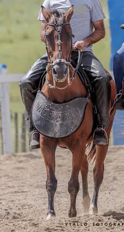 Cavalo de esteira - Cavalos e acessórios - Boca da Mata 1256655255