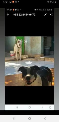 Animais 