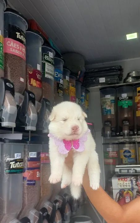 Filhotes de Husky Siberiano - Foto 4