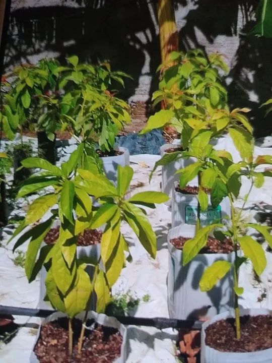 Frutíferas produtivas! Amora, coqueiro anão abacate e mais! - Foto 2