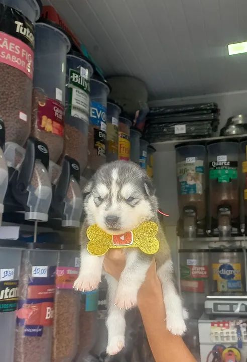 Filhotes de Husky Siberiano - Foto 3