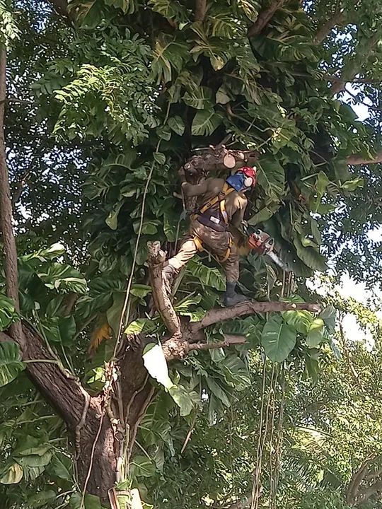 Poda de árvores limpeza de coqueiros  - Foto 5