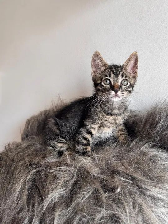 Gato macho lindíssimo 3 meses - Foto 3