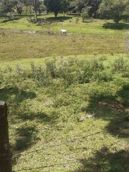 foto - Florianópolis - Agronômica