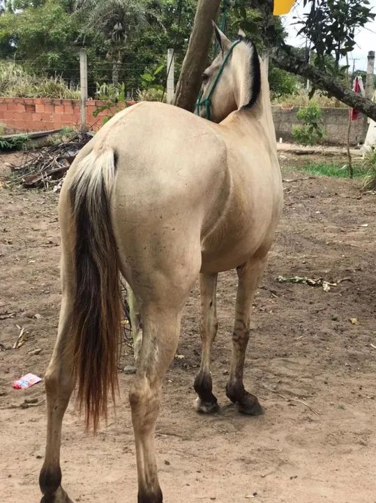 Egua de picado - Foto 2