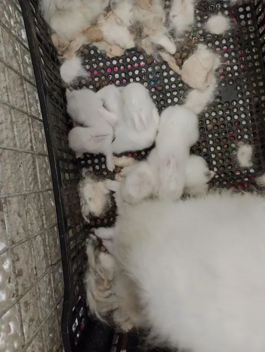 Coelhinho branco fofinho . - Foto 6