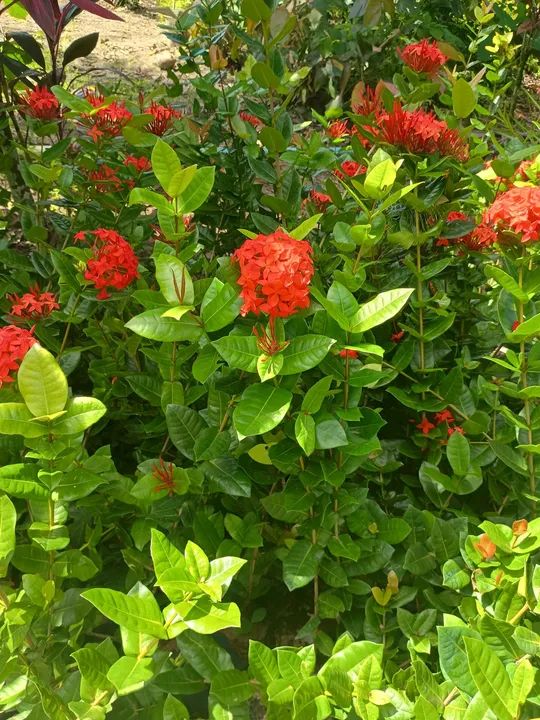 Ixoria cabeção  - Foto 2