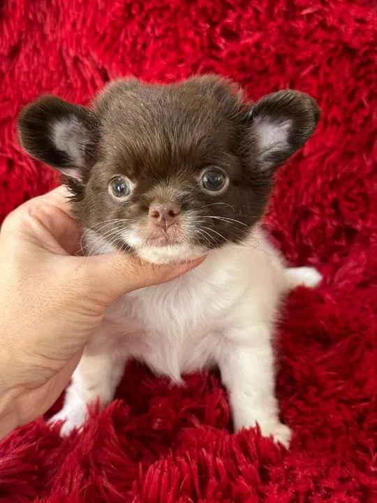 Chihuahua macho Pêlo longo. Lindo menino chocolate 50 dias pronta entrega  - Foto 2