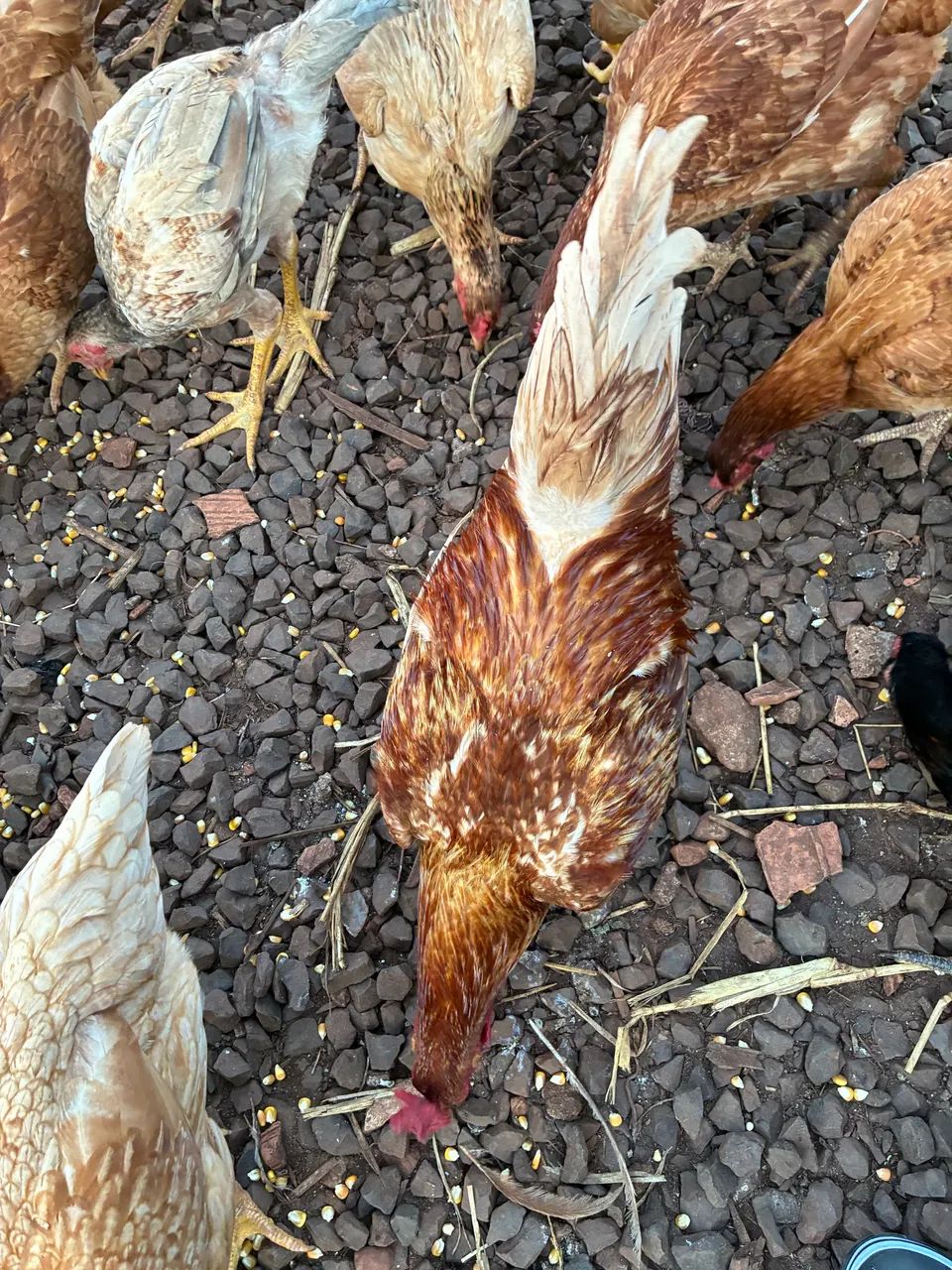 Frangos e galinhas - Foto 2