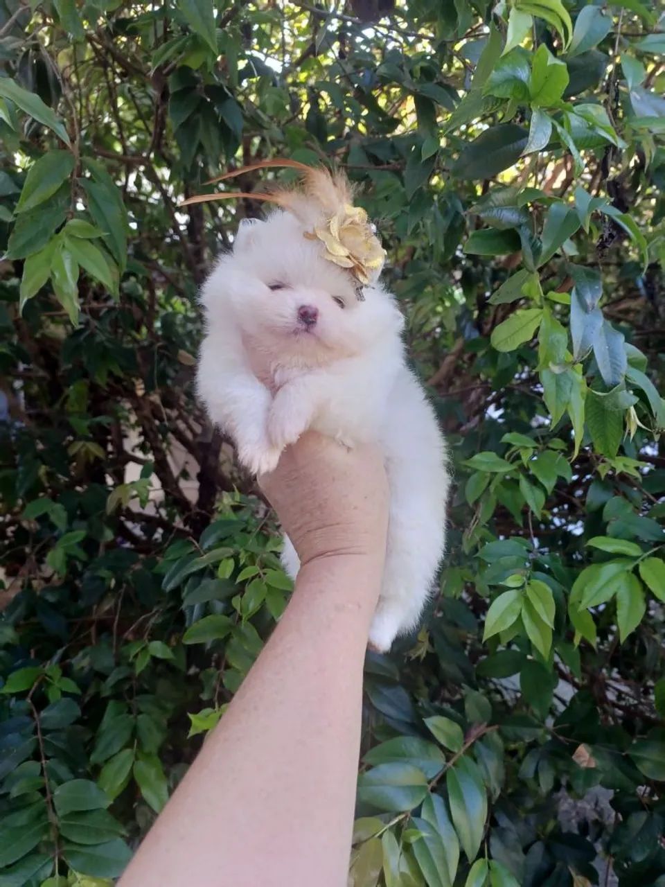 Spitz alemão  - Foto 3