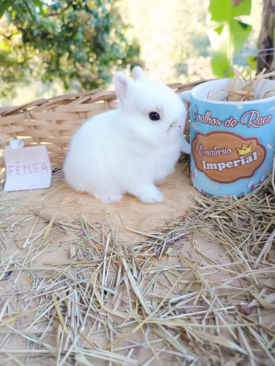 Netherland Dwarf - Coelho Anão - MENOR DO MUNDO - Foto 5