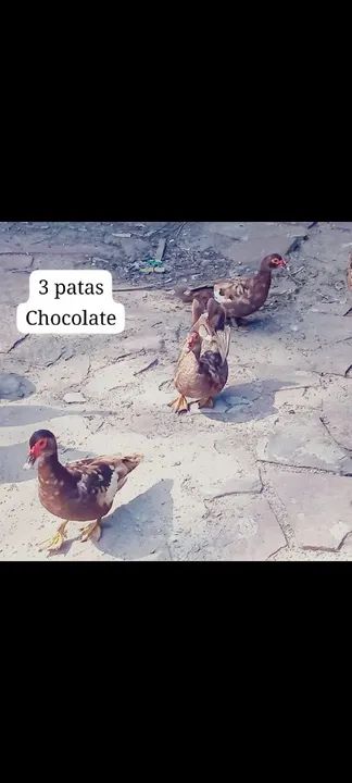 Patos Chocolate - 3 Patas