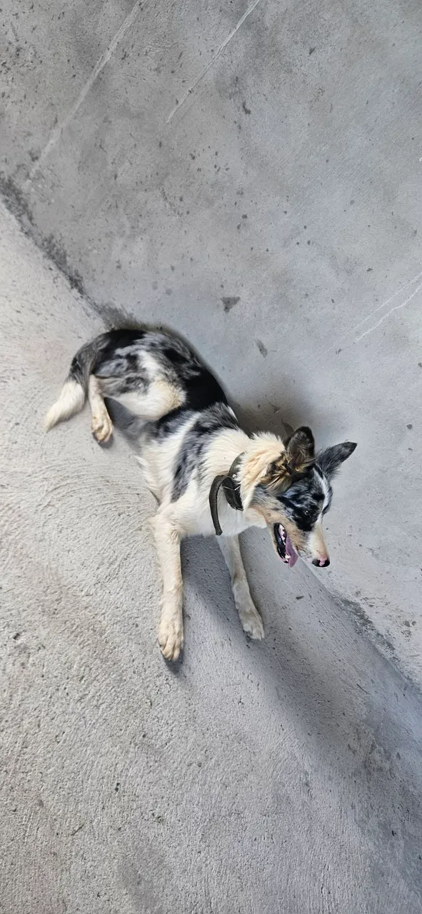 Vendo border collie fêmea
