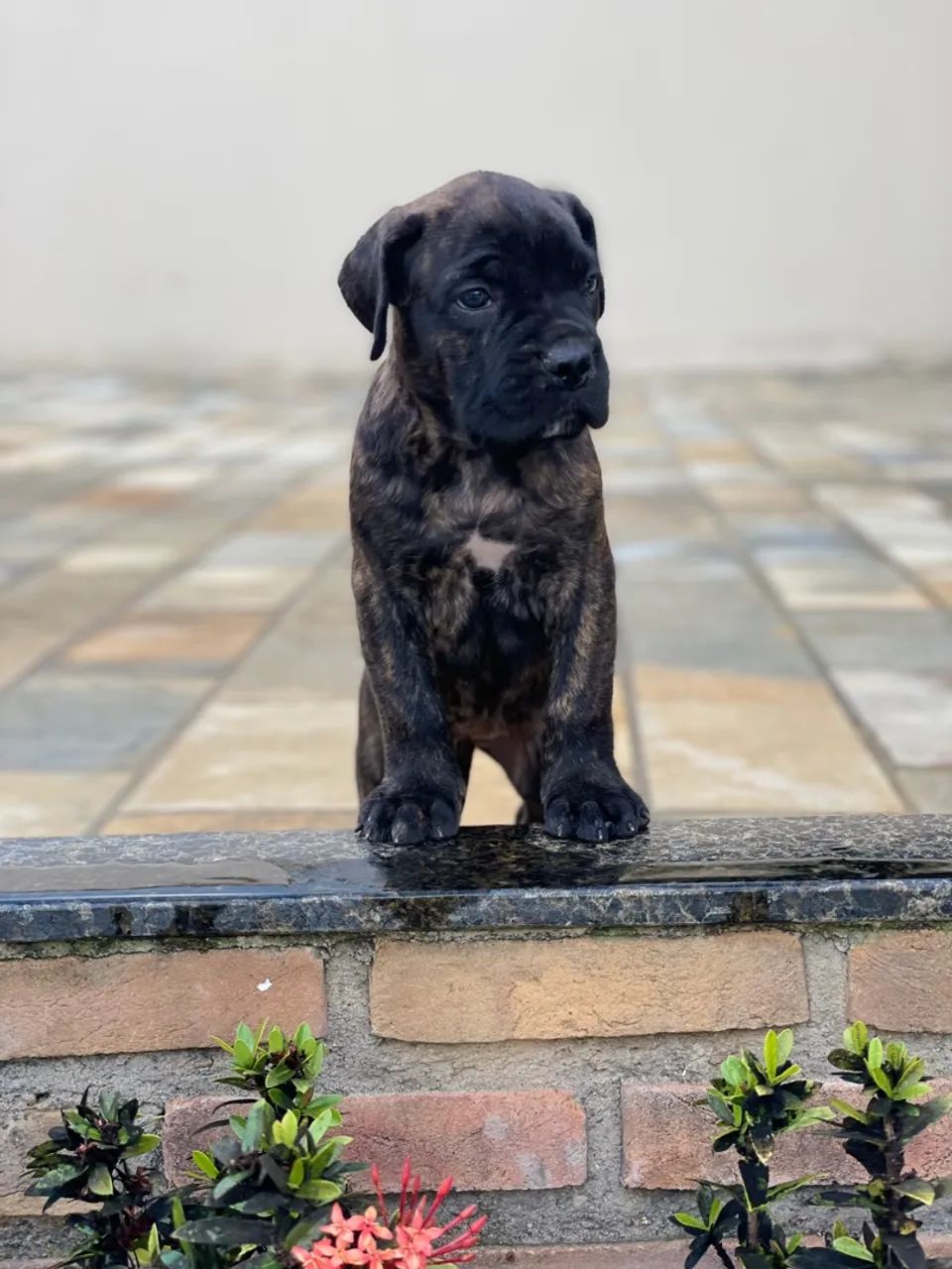 Filhotes De Cane Corso Italiano Com Pedigree  - Foto 2
