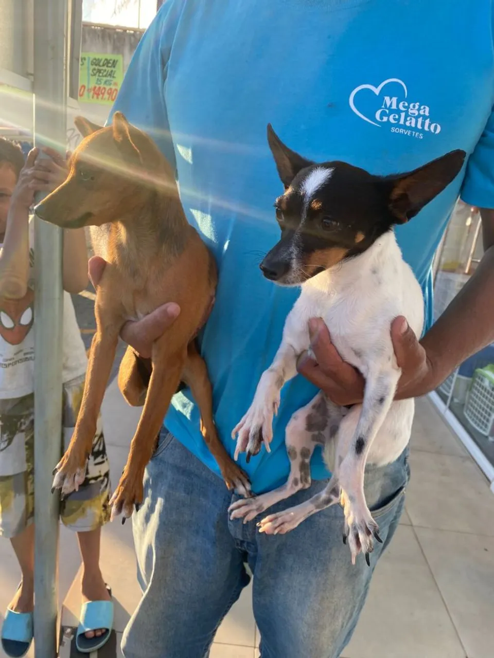 Filhotes de Pinscher para adoção!