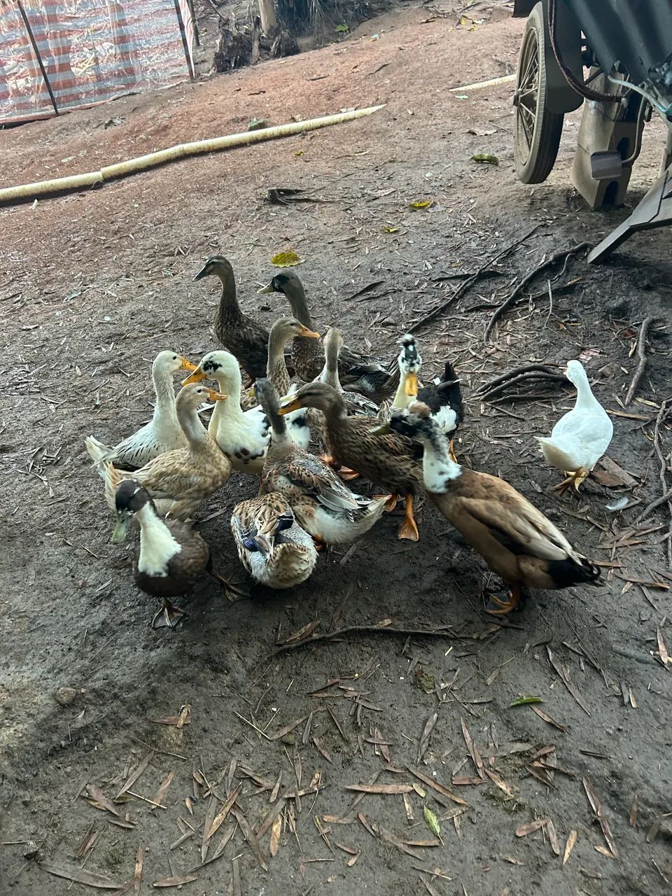 Vendo marreco rouen  - Foto 5