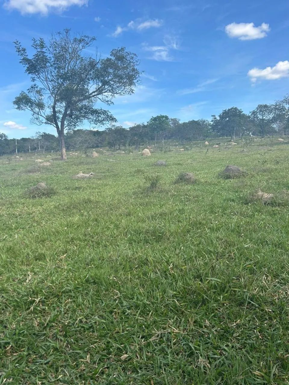 Terreno rural em mateus leme  - Foto 2