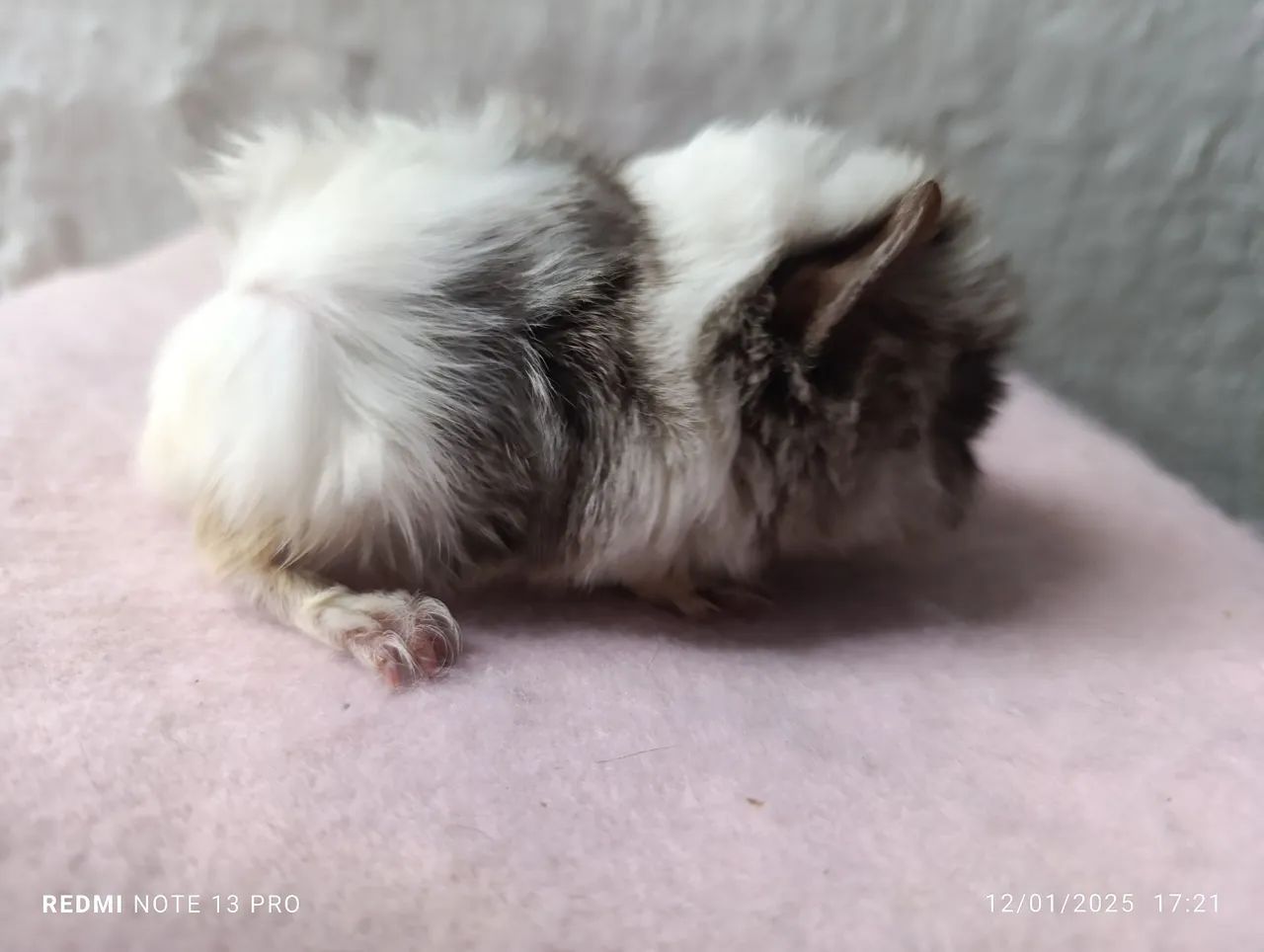 Porquinho da Índia - Foto 4