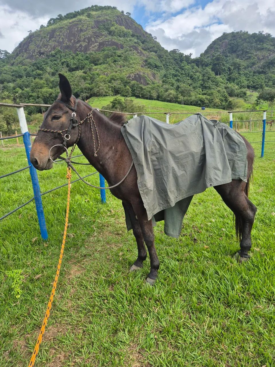 Burro marcha Picada - Foto 2
