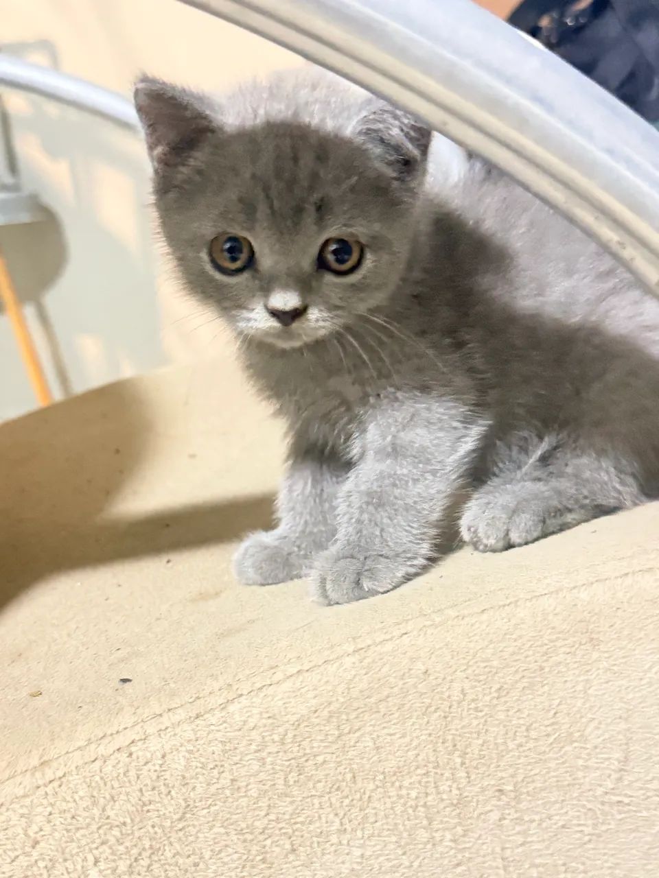 Vendo filhotes de gato British short hair - Foto 4