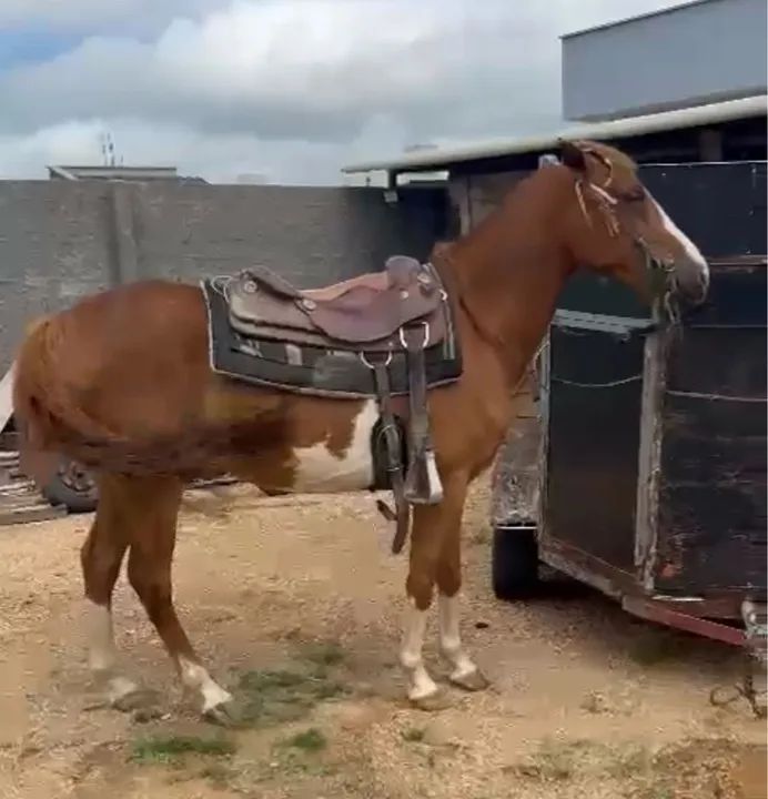 Cavalo crioulo com quarto de milha - Foto 2