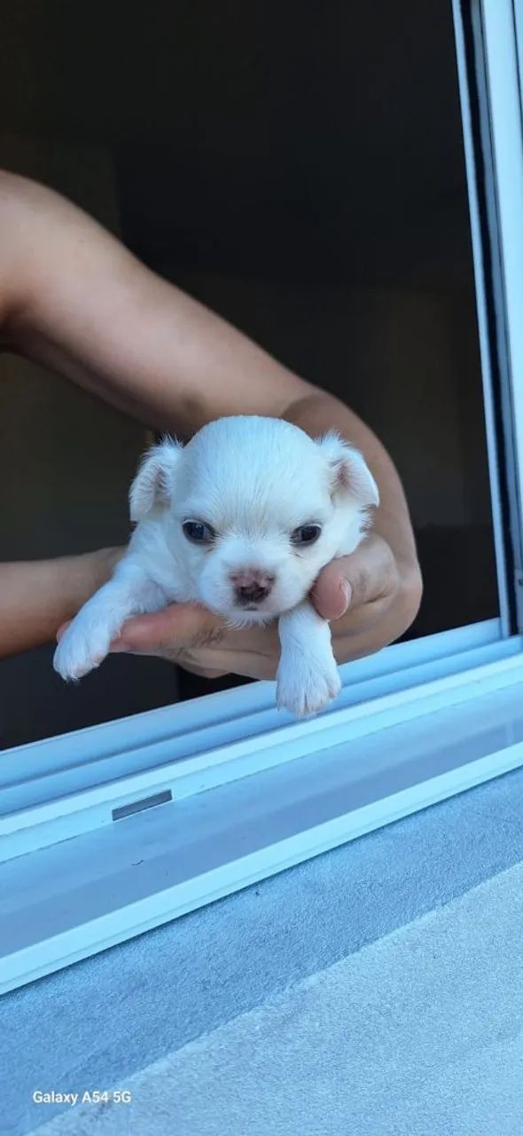 Filhotes chiuhahua pelo longo - Foto 5