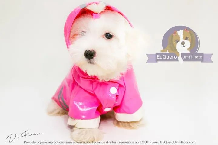 Maltês Macho: Filhote Adorável Esperando por Você!"