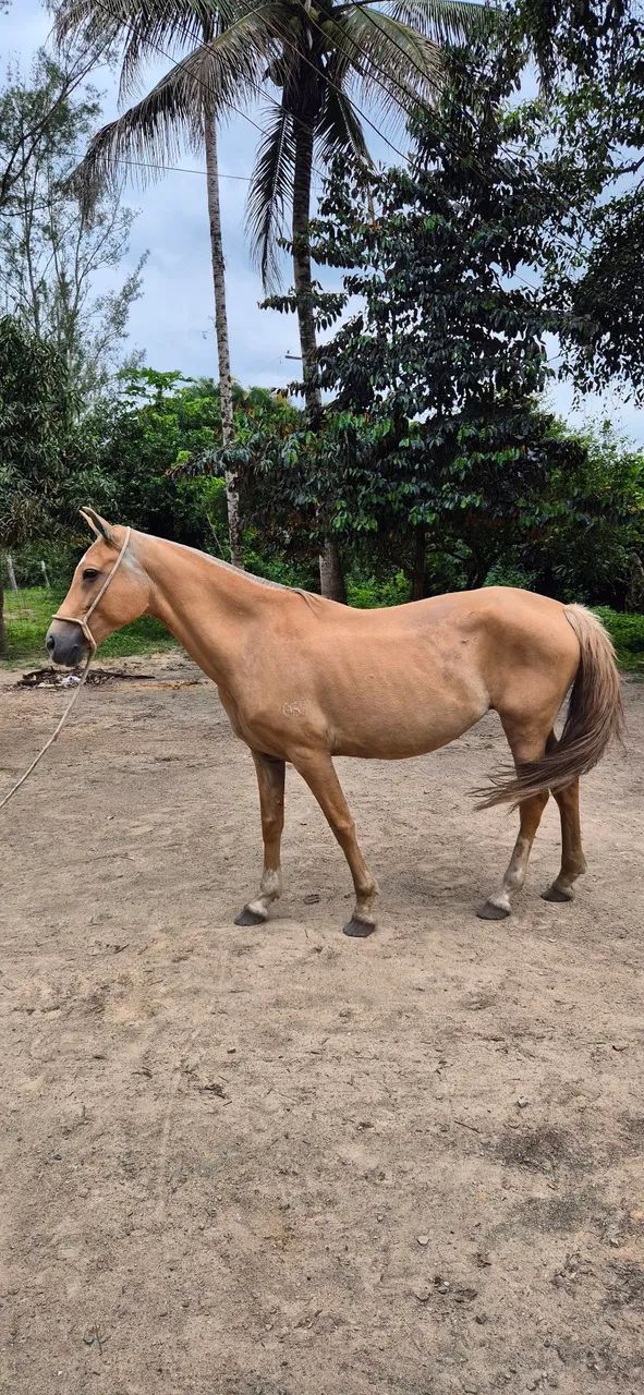 Mangalarga Marchador (Égua) - 30x R$ 400,00 - ***PARCELADO NO BOLETO*** - Foto 3