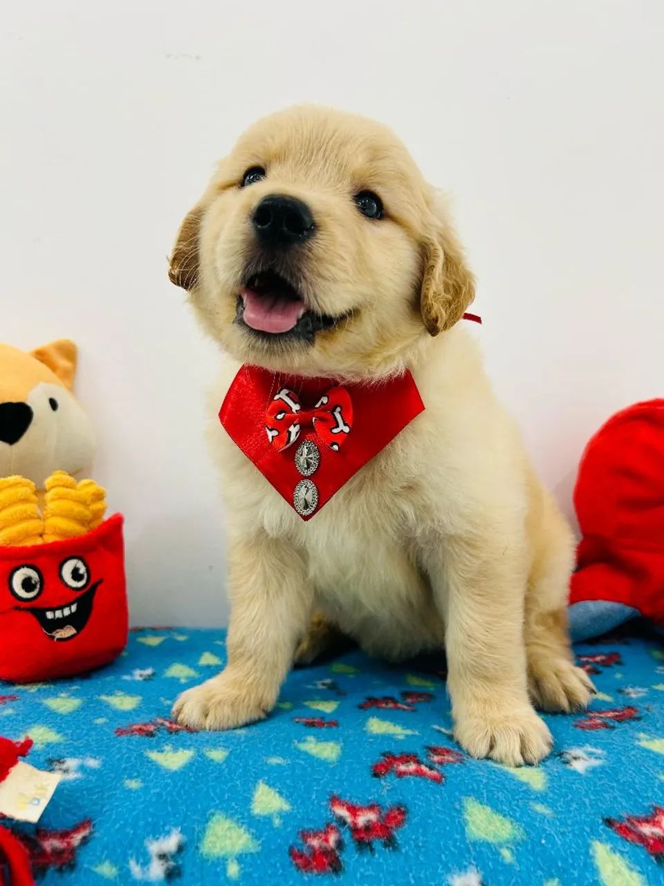 Filhote de GOLDEN RETRIEVER 