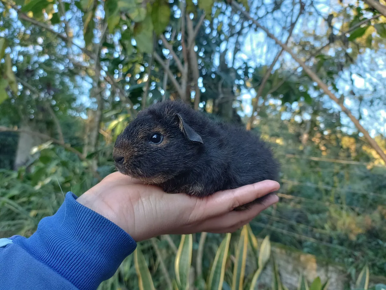 Porquinho da índia