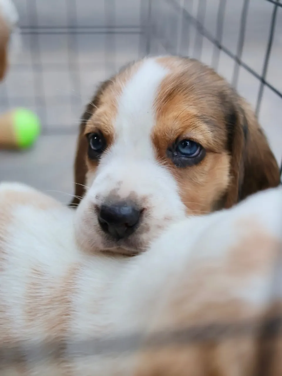 Filhote de beagle fêmea e macho tricolor e bicolor