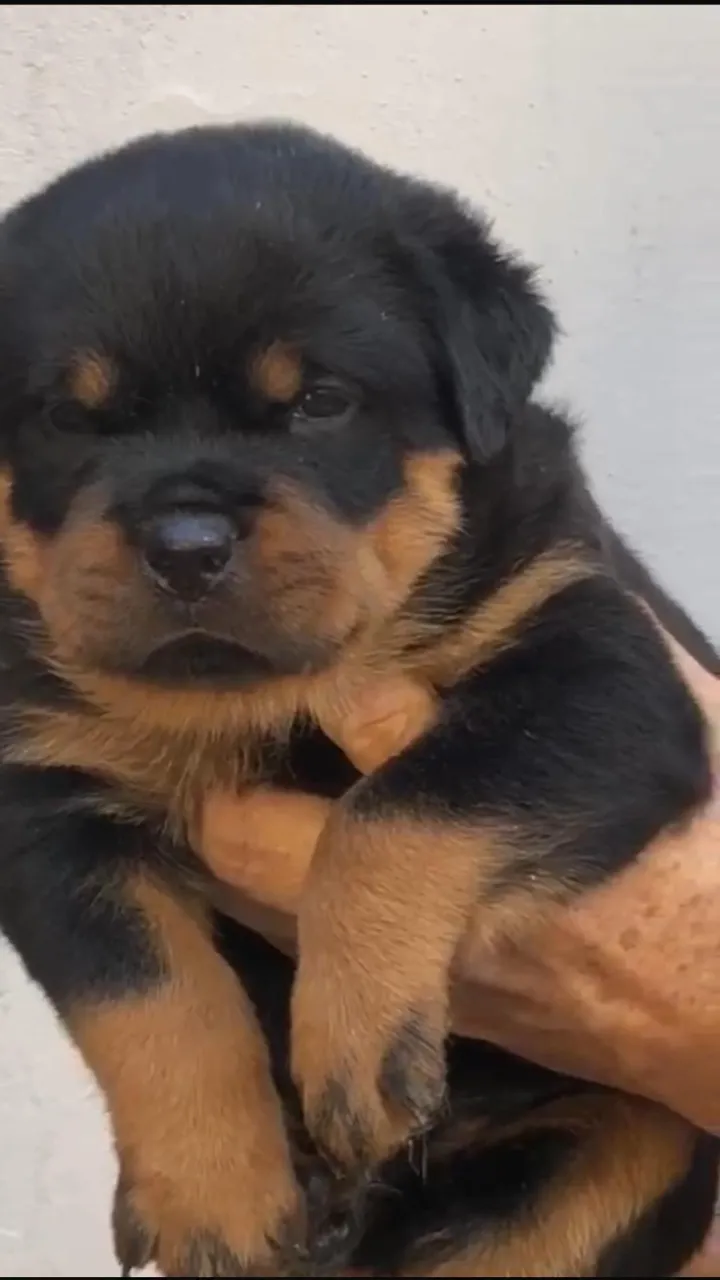 Criação Especializada em Rottweiler - Fale Comigo para Mais Detalhes