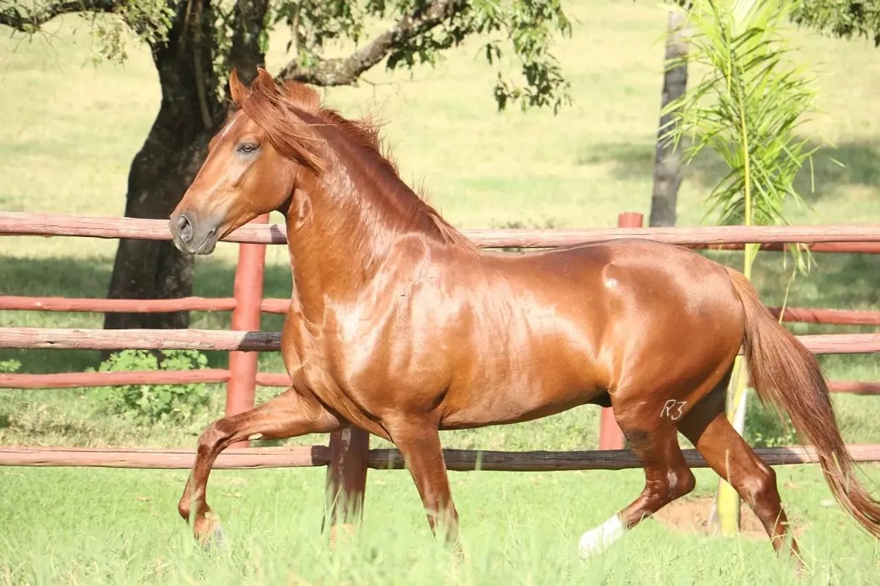Cavalos Mangalarga Marchador - Exclusivo Equitrade - Foto 2