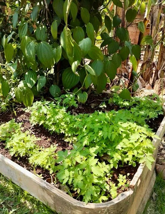 *vendo chácara em Muribeca   - Foto 7