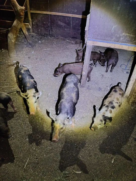 Venda de leitões  - Foto 3