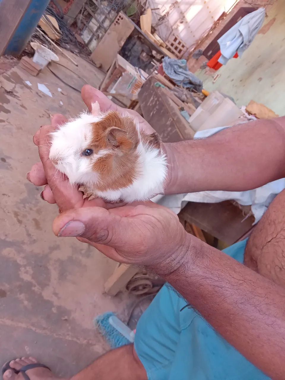 Coelhos e porquinhos da india filhotes  - Foto 3