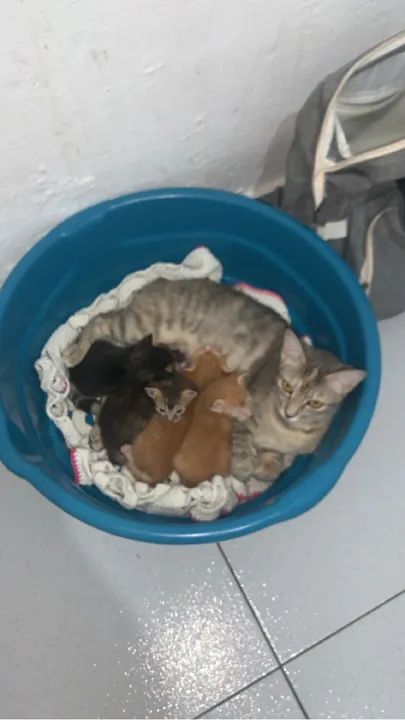Doação de 2 gatinhos rajados 