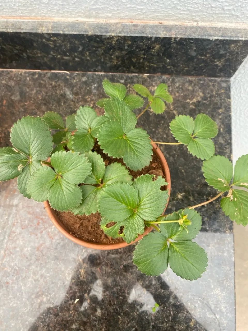 Mudas de Morango produzindo  - Foto 3