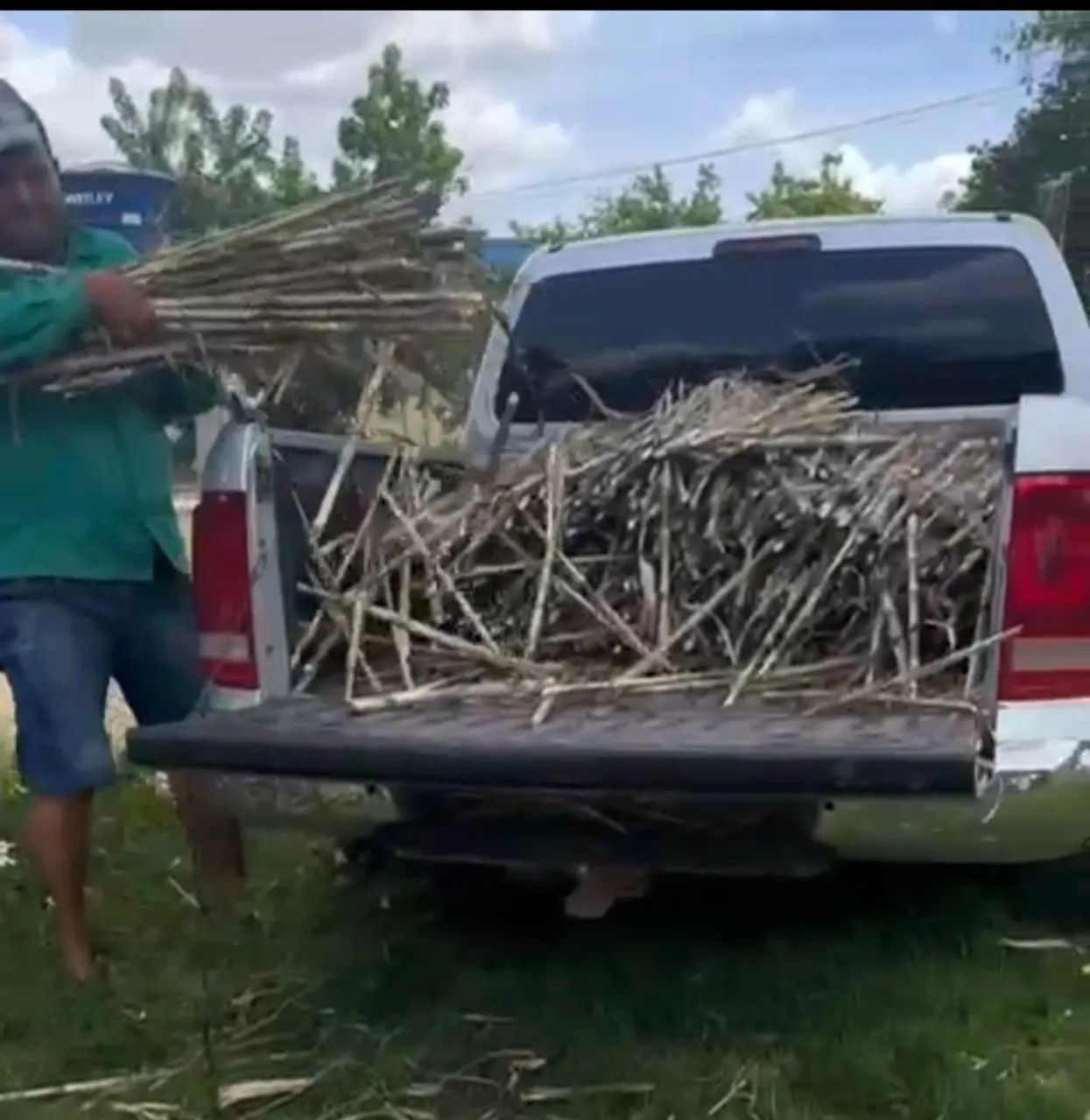 MUDAS GEMAS A VENDA DO BRS CAPIAÇU DA EMBRAPA 