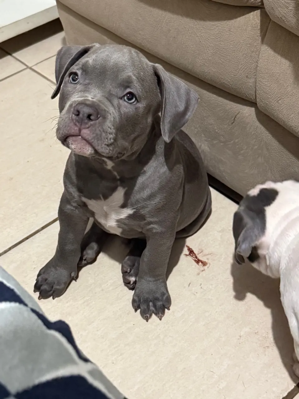 Filhote de American Bully Blue c/Pedigree