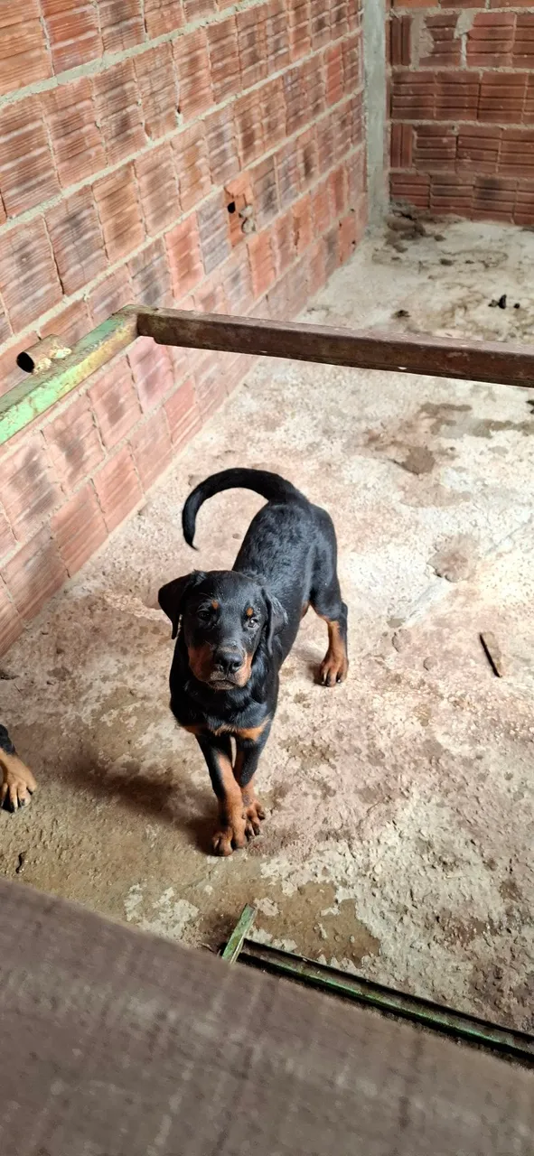 Filhote de Rottweiler 4 meses com todas as vacinas