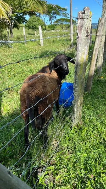 Casal de Caprinos - Foto 5