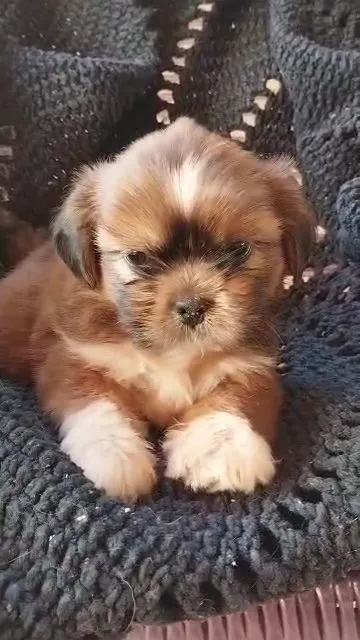 Filhote Shih Tzu