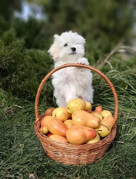Maltês Mini Branco Macho - Um Filhote Que Irá Te Conquistar! 
