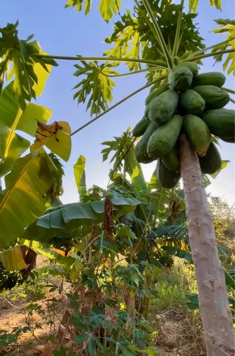 *vendo chácara em Muribeca   - Foto 5