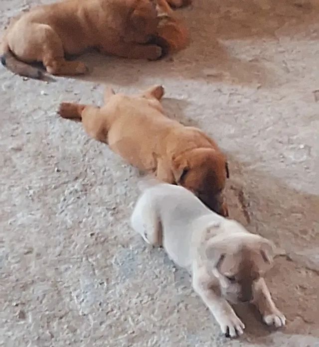 Cachorrinhos doação - Foto 2