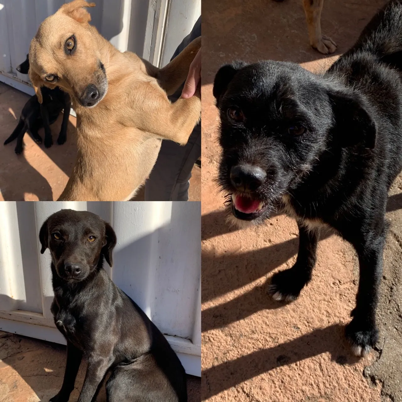 Doação de cachorros