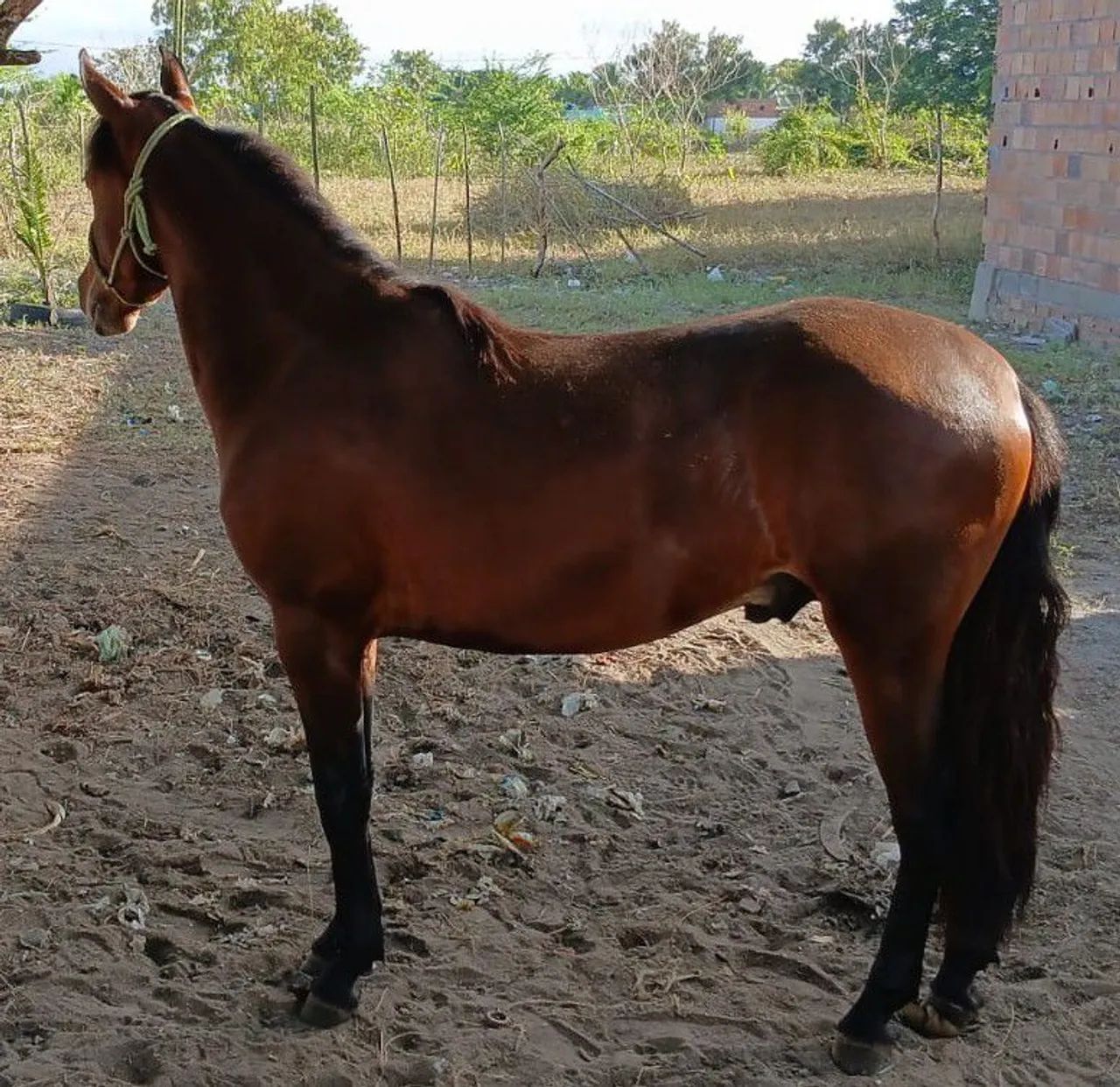 Potro Mangalarga Marchador - 2,7 meses - São Gonçalo Campos-BA - Foto 5