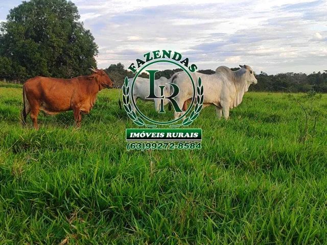 Fazenda 30 alqueires Próximo Palmas TO - Foto 3